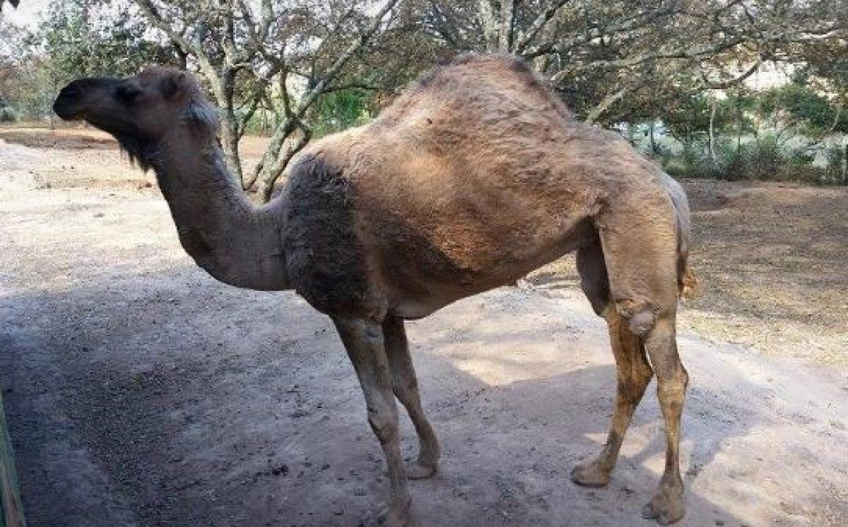 BioParque Estrella - Turismo en Estado de M�xico